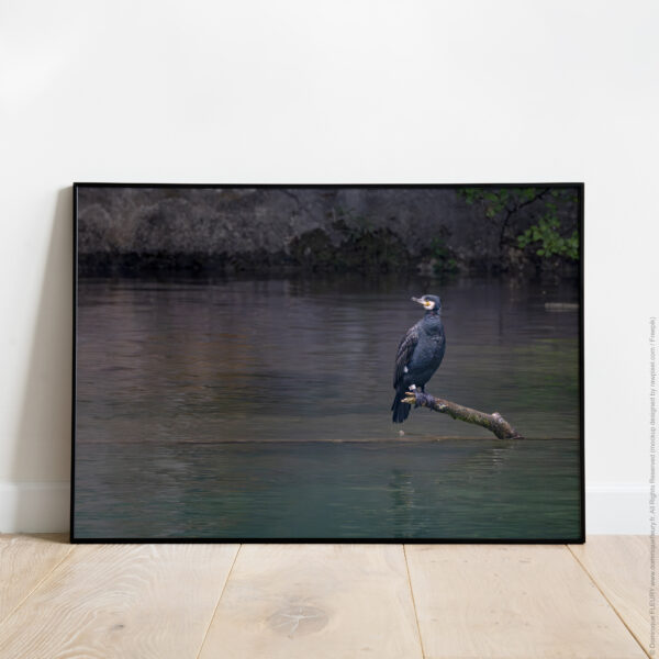 Méditation (Grand Cormoran)