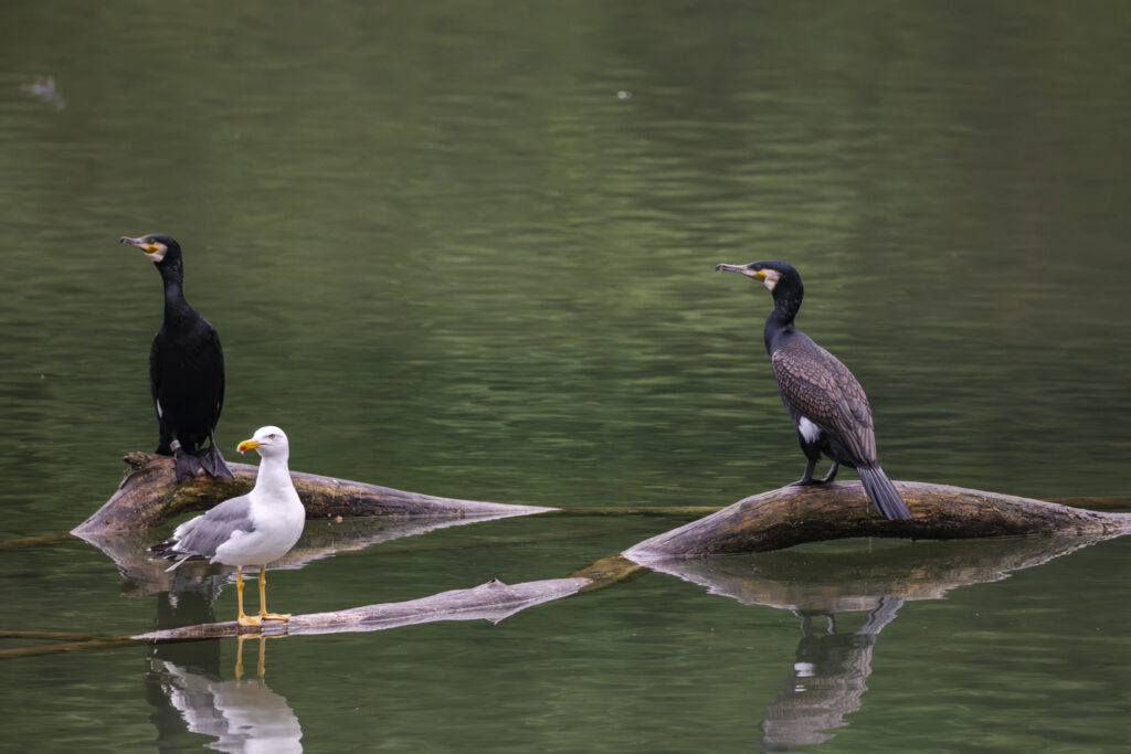 Croisière ornithologique
