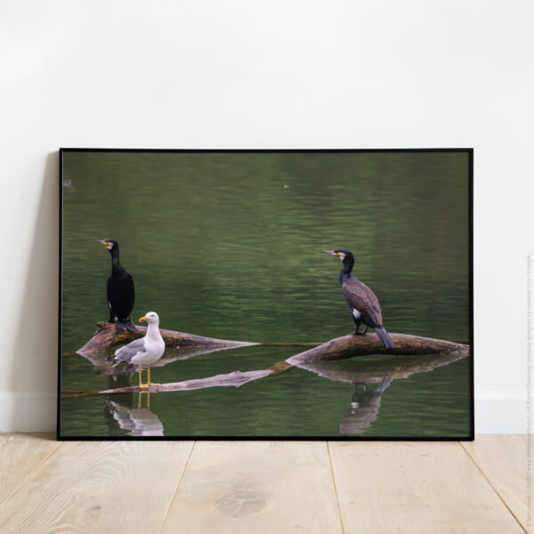 Réunion (Grands Cormorans)