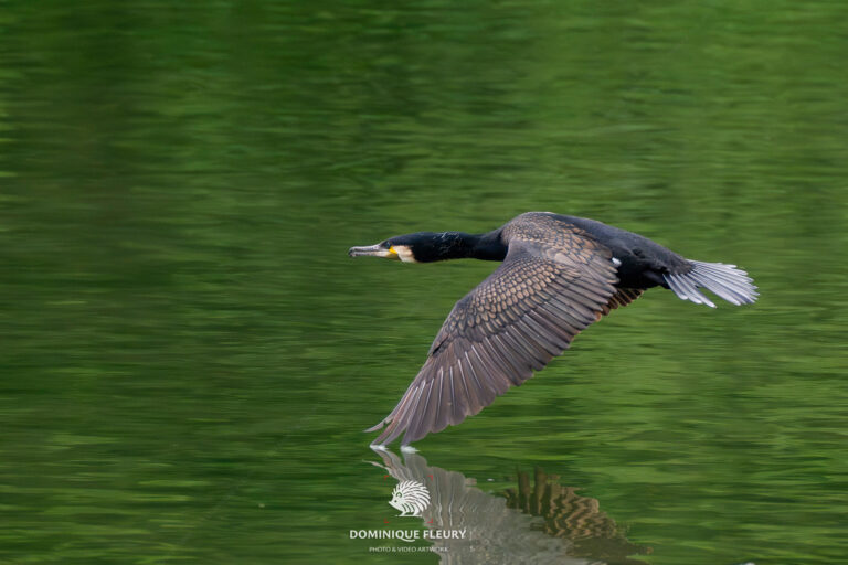 Croisière ornithologique: mes photographies à bord du bateau à roue
