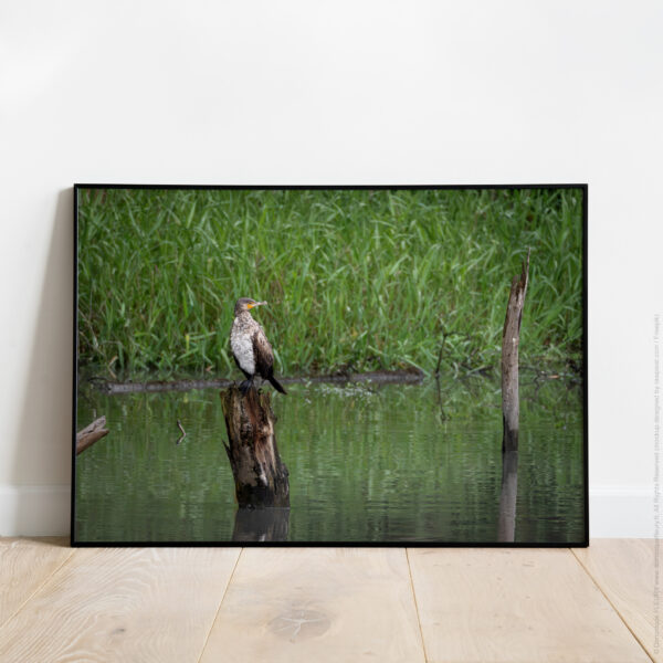Insouciance (Grand Cormoran - Immature)