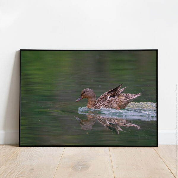 Équilibre (Canard Colvert)