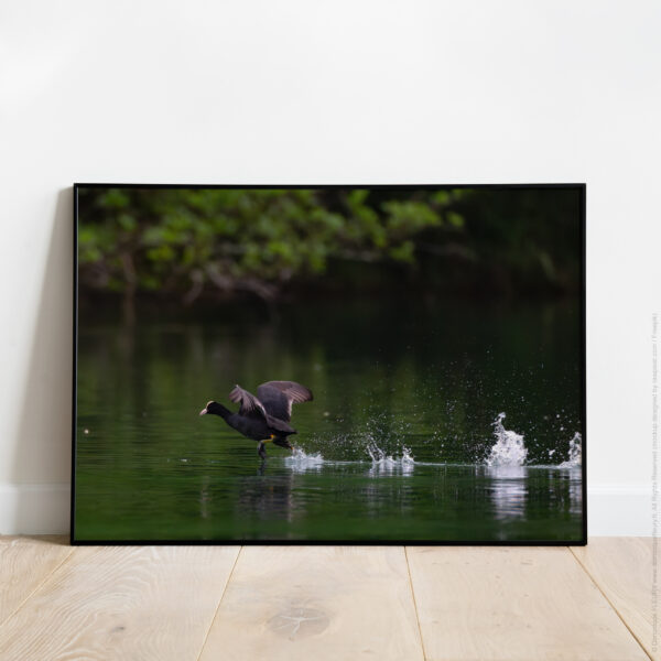 Marcher sur l'eau (Foulque Macroule)