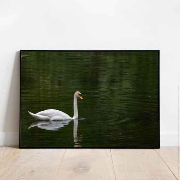 Romantisme (Cygne Tuberculé)